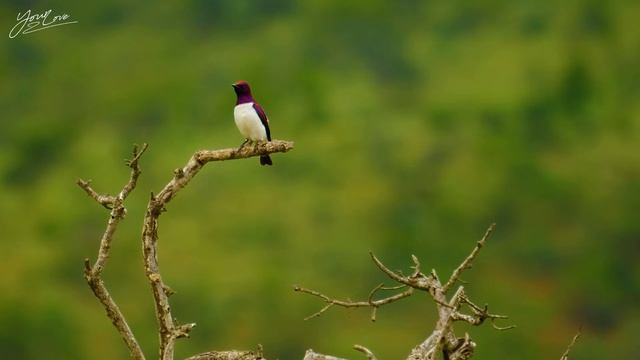 ВОССТАНОВЛЕНИЕ НЕРВНОЙ СИСТЕМЫ ? Нежная музыка, успокаивает нервную систему и радует душу #74 смотреть онлайн