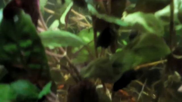 зоомагазин АМФИБИЯ Тамбов миф или реальность (гемиграфис) смотреть онлайн