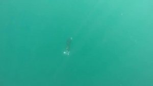 Подводная охота на лобана