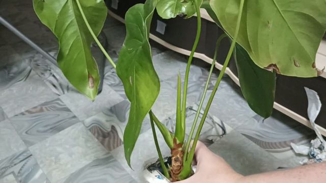 Комнатные Растения. Опять Новинки🌿🌿🌿 смотреть онлайн