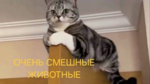Очень смешные животные | КОТЯРА