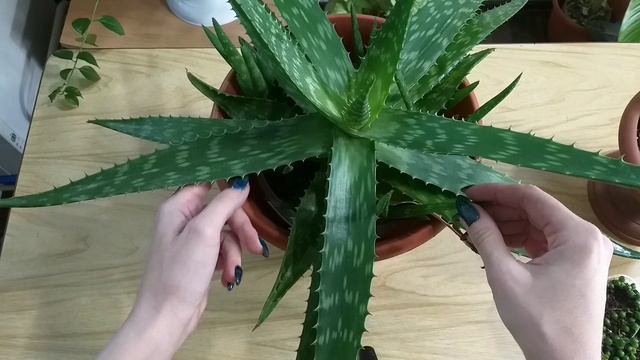 Суккуленты в декабре?Крестовник Роули?Алоэ Вера?Садик из Молодило?Кактусы и Адениумы из семян? смотреть онлайн