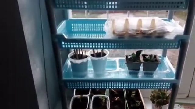 Если нет места для рассады. Сделай своими руками. смотреть онлайн