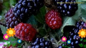 Ежевика садовая Бестберри. Краткий обзор, описание характеристик rubus caesius Bestberri