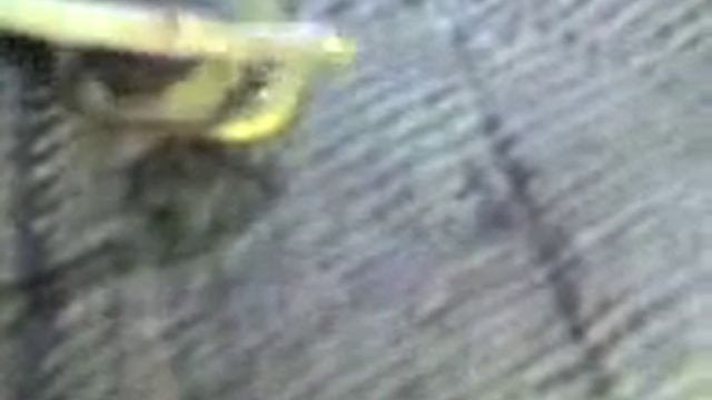 Неизвестное животное в недрах Земли.3gp смотреть онлайн