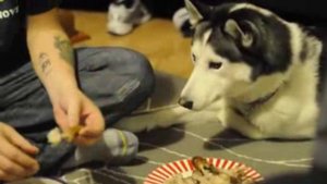 хаски просит курицу