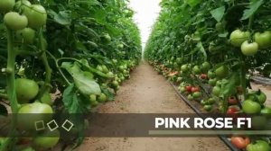 Томат Пинк Роуз F1 розовоплодный индетерминантный YUKSEL TOHUM Турция