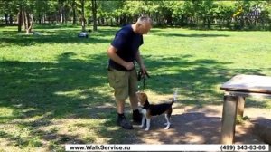 Дрессировка ОКД Бигль на столе и на земле