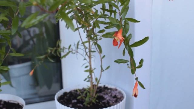 УРА! Пришла СЕРЕБРЯННАЯ КНОПКА Youtube ! Как получить кнопку? смотреть онлайн