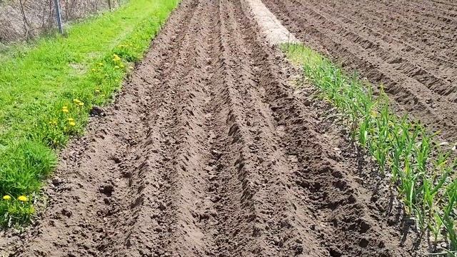 Посадка картошки под мотоблок Агат 6.5 л.с./ Мотоблок АГАТ 6.5 л.с. двигатель Lifan
