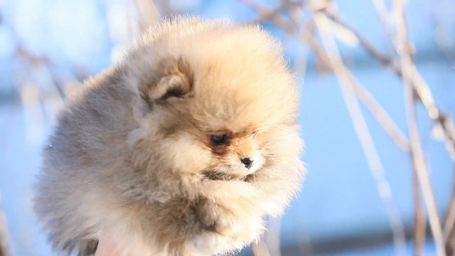 Померанский шпиц, девочка, 2 мес. тип мишка