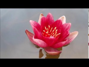 Нимфея Sanguinea (Кровеносный) кувшинка, waterlily, водные растения, пруд