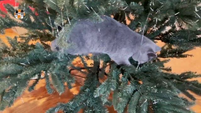 ТРИДЦАТЬ ТРИ КОТЕНКА НОВЫЙ ГОД! 33 Котёнка СМЕШНЫЕ КОТИКИ