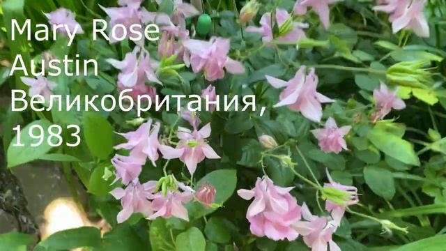 Мэри Роз и Винчестер Кафедрал, розы остинки показали цветочки.