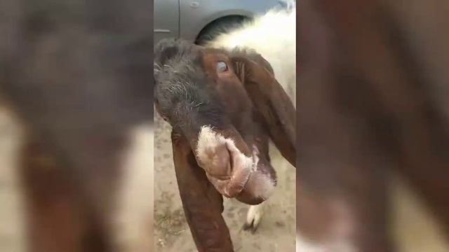 Орущий пакистанский вислоухий козел смотреть онлайн