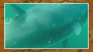 Географическое положение материка Африка. Видеоурок по географии 7 класс