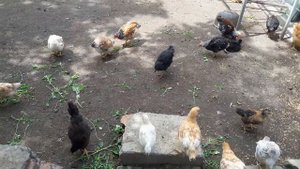 Мои цыплята. Загорская лососевая, Мини мясная, Юрловская голосистая.