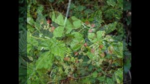 МАЛИНА  (RUBUS)  сем. Розоцветные