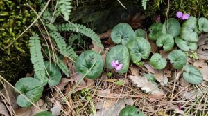 Цикламен Пурпурный дикое комнатное растение