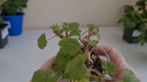 Почему мельчают листья у пеларгонии
