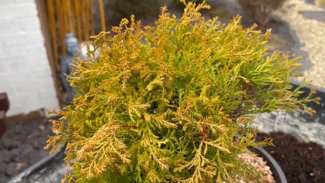 thuja occidentalis (rheingold) bonsai 1st styling and repot смотреть онлайн