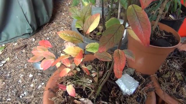 Домашние цветы в саду в Лондоне смотреть онлайн