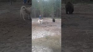 ЗСЛ Лютый 11 месяцев Первая притравка на медведя