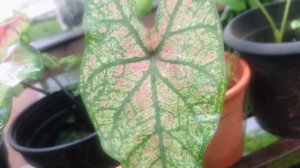 Anthurium, Croton and Caladium New stocks Available | Anthuirum,caladium പുതിയ സ്റ്റോക്ക് ലഭ്യമാണ്