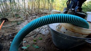 Абиссинка на известняке