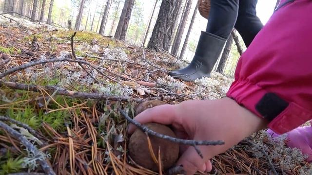 Грибы 2021.Прогулка с семьей по осеннему лесу. смотреть онлайн