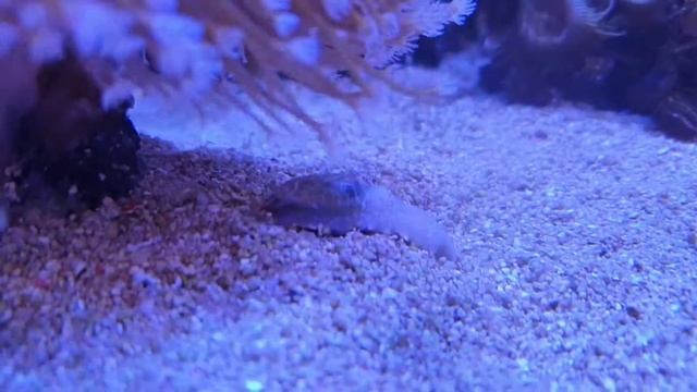 Морской слизень смотреть онлайн