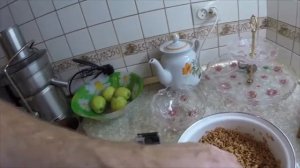 Проращивание зерна.