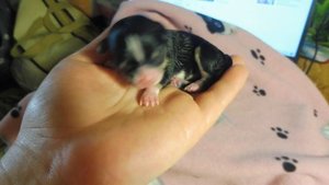 Щенок чихуахуа #НОВОРОЖДЕННЫЙ 09.06.23 ТРЕТЬЯ дочь Милы #chihuahualove +7 921 595 0848 #роды у соба