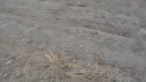 Посев озимой пшеницы