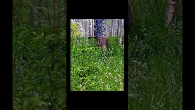 Звуки деревни в лесу. Звук природы