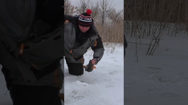кабанские окуни на безмотылку на глубине 50 см. #риболовля #рыбалка #fishing