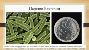 Царства живой природы