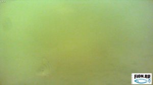 Mormischka underwater ice fishing. Подводные съемки чертика.