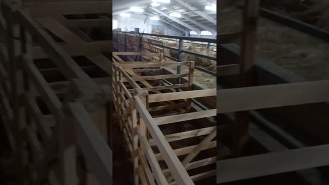 Ферма Голден Ламб. Планировка рожалки для овец. смотреть онлайн