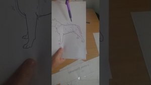 ЧАСТЬ ПЕРВАЯ. Как сшить комбинезон для собаки по готовой выкройке.