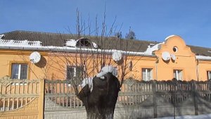 Природное размножение вишни. Вишневая корневая поросль