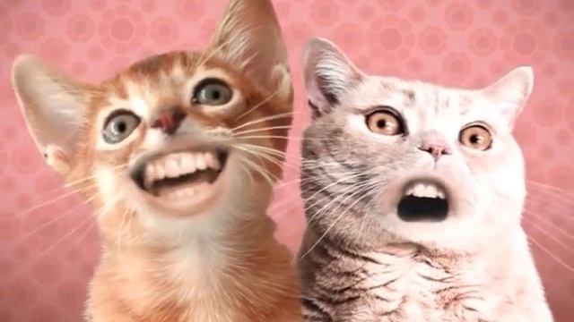 Singing Cats / Numa Numa Cat [10 hours]