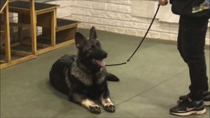 восточноевропейская овчарка пять месяцев