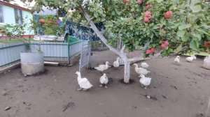 Украинское село🌻Идём в село за  молоком .