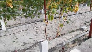 Укрытие молодых кустов винограда, для дозревания лозы.