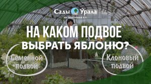 Микросад: Какой выбрать подвой клоновый или семенной?