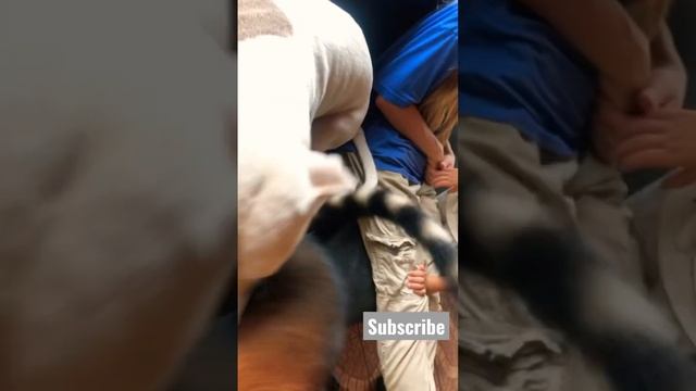 Coati vs Pitbull #adorable #wildlife #animals #amazing #cute #coati #jungle #nature #rainforest смотреть онлайн