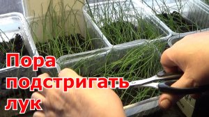 Стрижка рассады лука - важная процедура при выращивании репчатого лука, порея, слизуна. Лук за сезон
