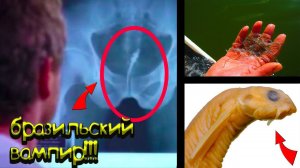 НЕ МОЧИТЕСЬ В ВОДУ РЕК АМАЗОНИИ! Там водится она. Рыба ванделлия, или кандиру!