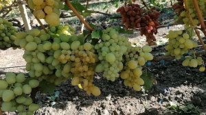 Виноград Роксана (Лашапа А.) виноградник Король В. Н. г.Краснодар 2023год